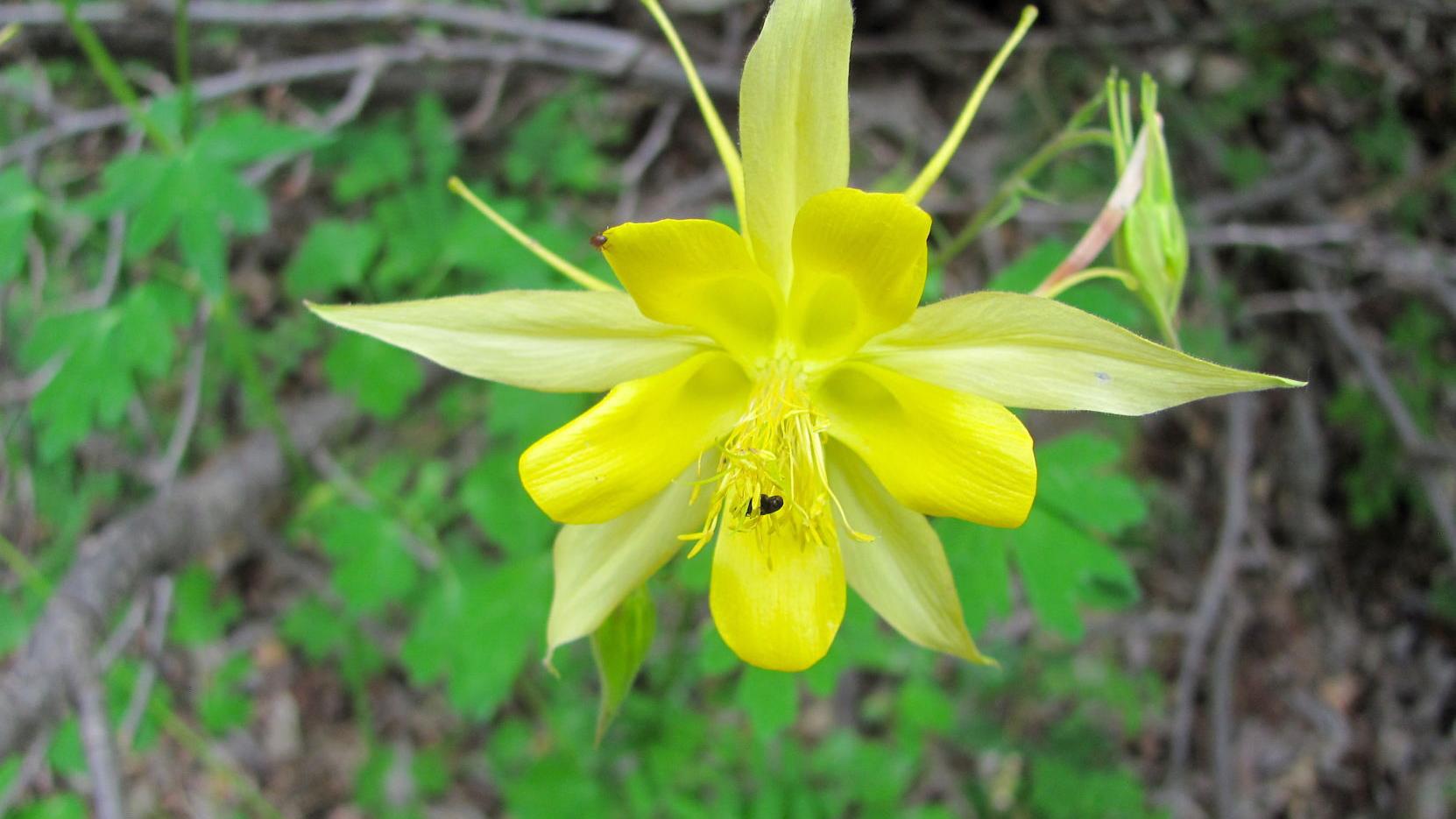 Hike Mount Lemmon for majestic mountain beauty in summer